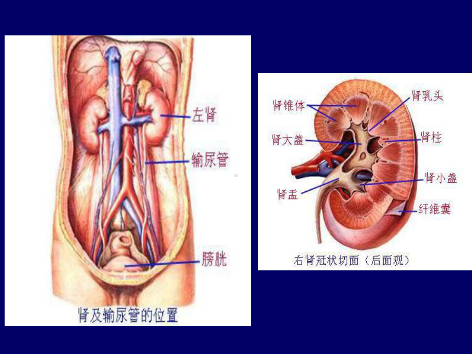 泌尿与生殖系统课件.ppt_第2页