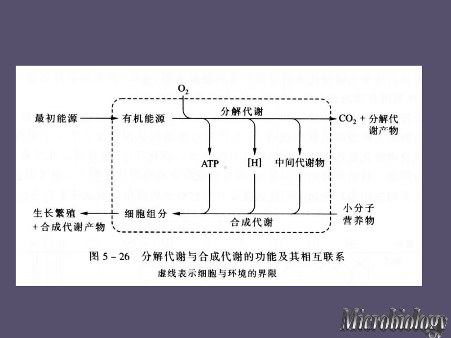 第五章微生物的代谢课件.ppt_第3页