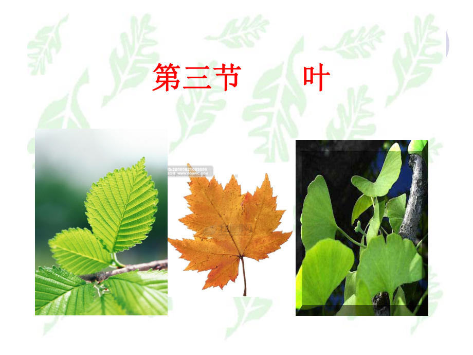 植物学教学-第三节-叶课件.ppt_第1页