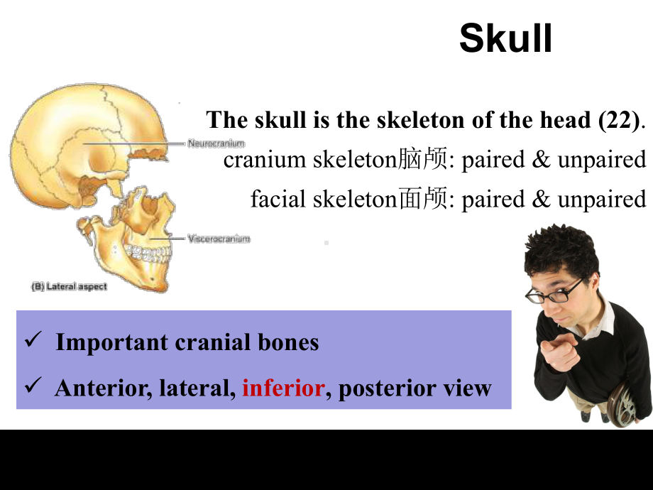神经解剖学英文课件-头骨解剖英文课件.ppt_第2页
