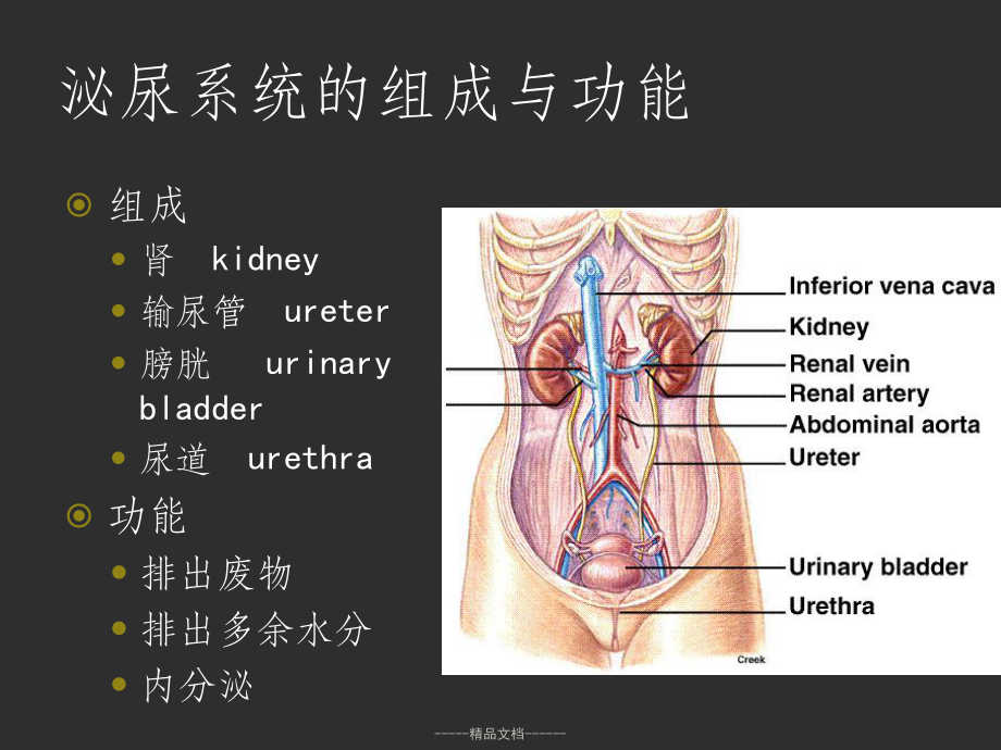 人体解剖生理学-泌尿系统课件.ppt_第2页