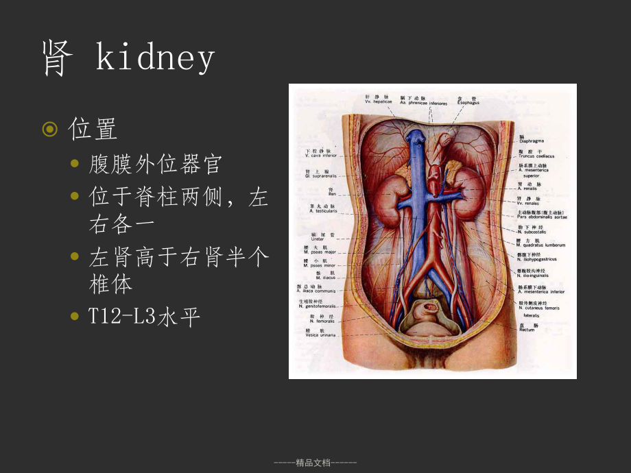 人体解剖生理学-泌尿系统课件.ppt_第3页