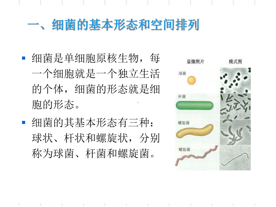 第一章原核微生物-PPT精选课件.ppt_第3页