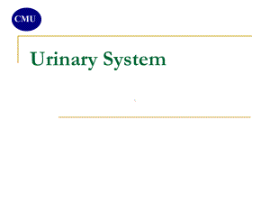 组胚学英文课件-泌尿系统英文课件Urinary-system.ppt