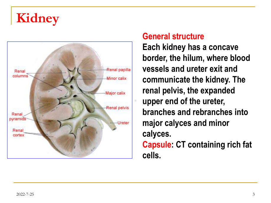 组胚学英文课件-泌尿系统英文课件Urinary-system.ppt_第3页