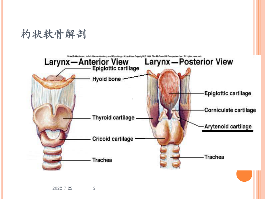 杓状软骨脱位原因及处理课件.ppt_第2页