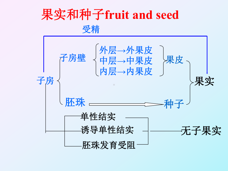 植物果实的形态-PPT课件.ppt_第3页