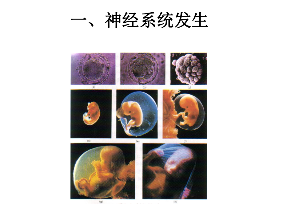 神经解剖学研究方法与神经发育课件.ppt_第2页