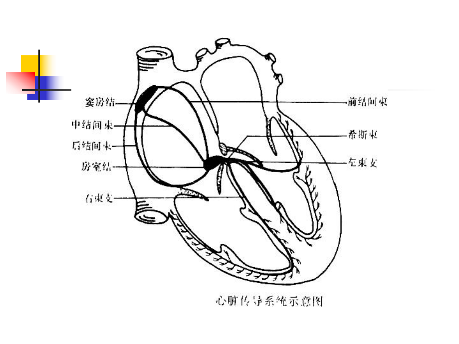 第三篇第三章心律失常-ppt课件.ppt_第3页