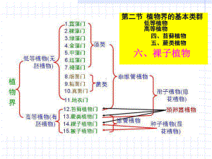 植物学113裸子植物和被子植物-PPT课件.ppt