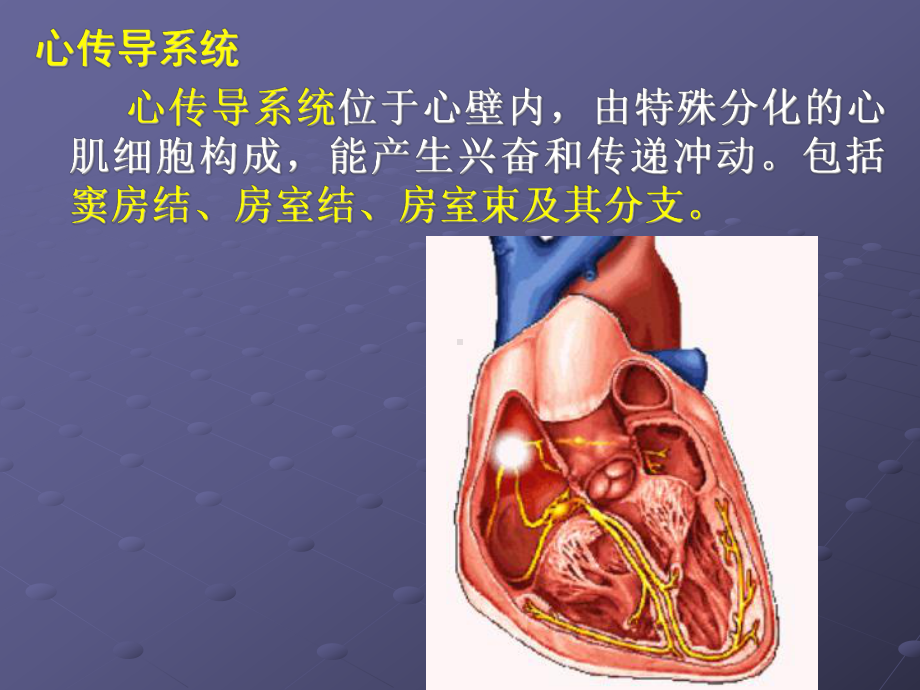 精选中山大学药理学课件第19章抗心律失常药3.ppt_第2页