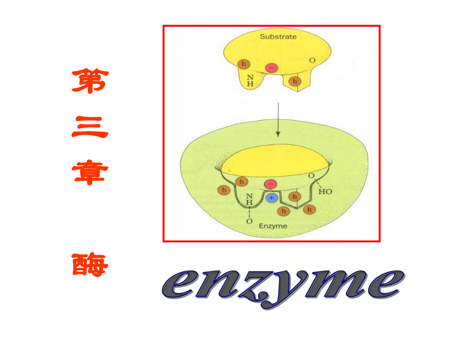 生物化学-第三章前半-课件.ppt_第2页