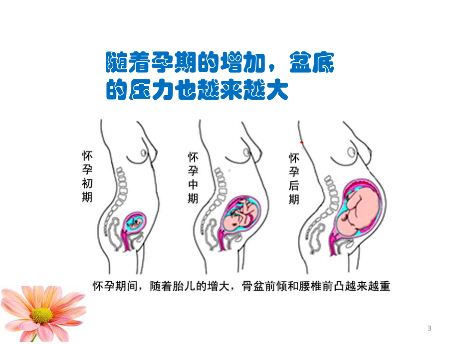 给孕妇学校宣讲盆底康复重要性PPT参考幻灯片课件.ppt_第3页