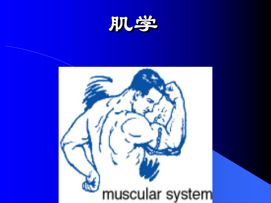 肌学课件教学.ppt_第1页