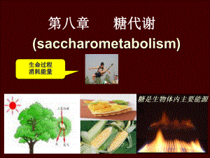 生物化学第八章糖代谢课件.ppt