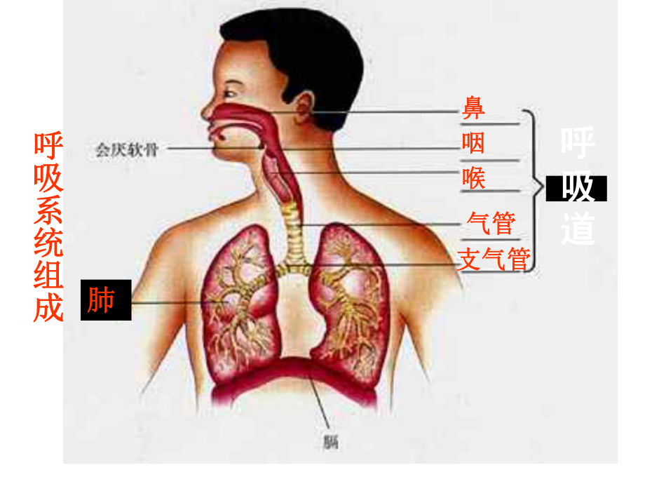 呼吸道对空气的处理PPT优秀课件33-人教版.ppt_第3页