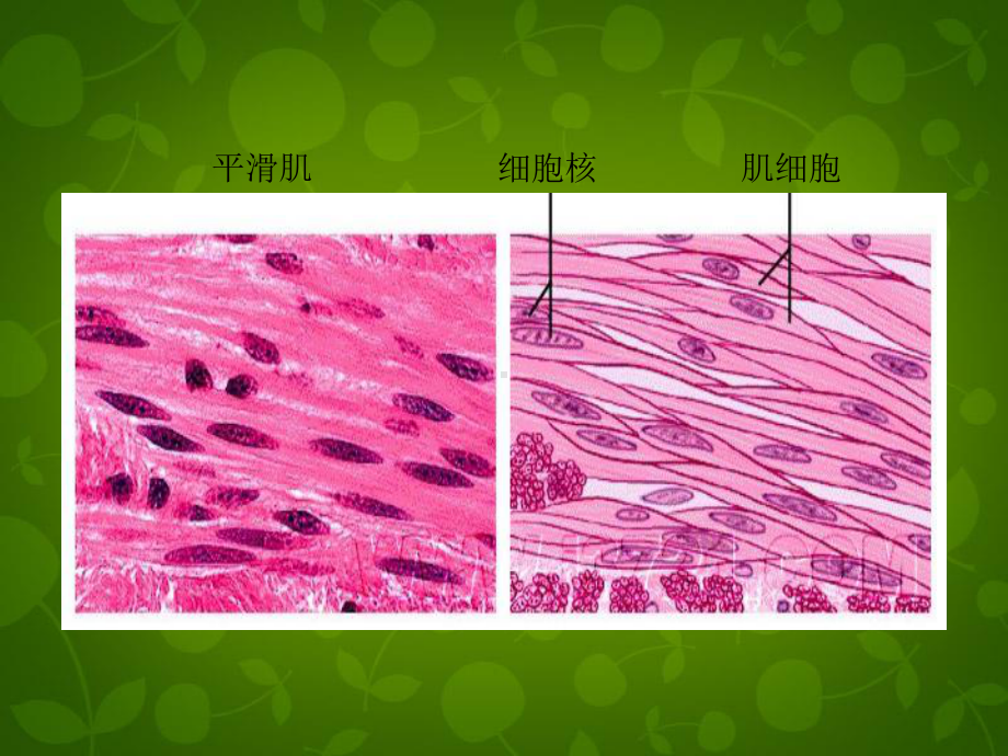 动物细胞3全面版课件.ppt_第3页