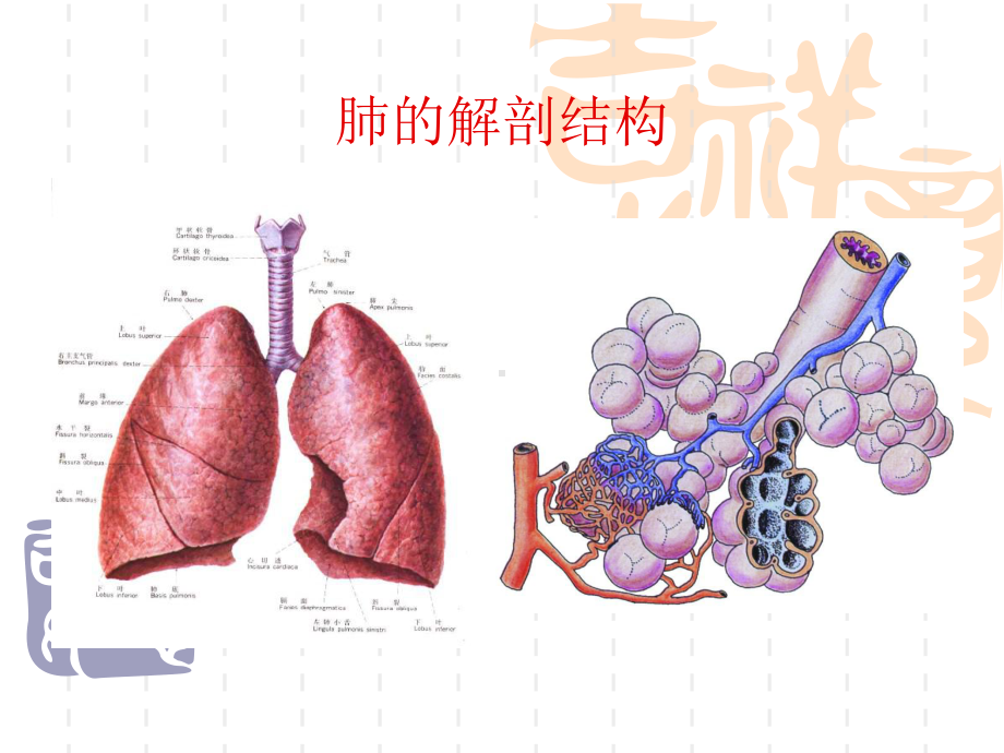 肺功能基础理论-肺功能仪基础理论课件.ppt_第2页