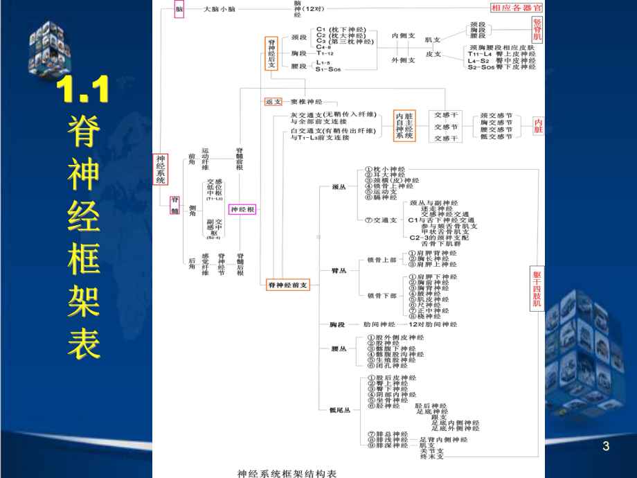 脊神经后支卡压综合征的诊断与PPT参考课件.ppt_第3页