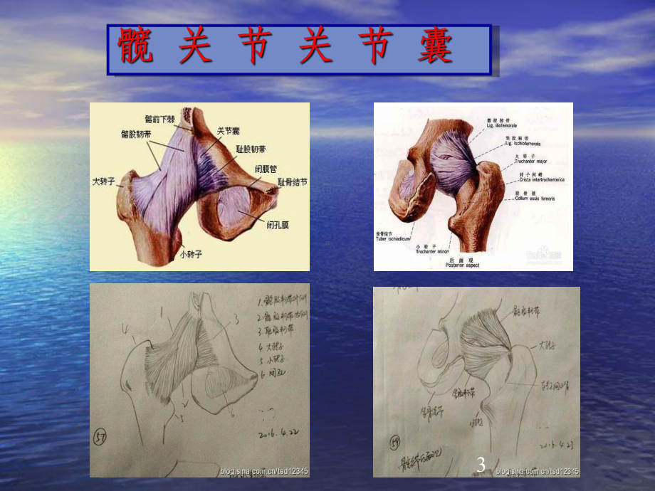 股骨颈骨折空心钉内固定选择课件.ppt_第3页