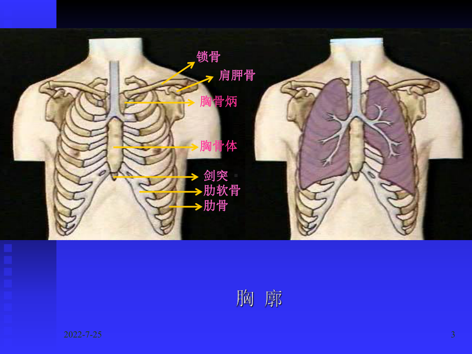 胸部检查与肺部检查课件.ppt_第3页