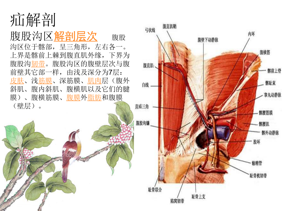 腹膜外腹腔镜腹股沟疝修补术课件.ppt_第2页