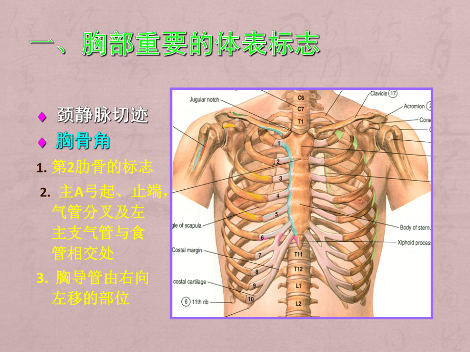 胸部解剖知识大全课件.ppt_第2页