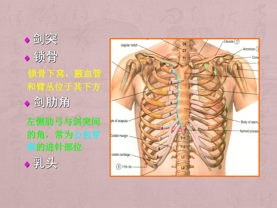 胸部解剖知识大全课件.ppt_第3页