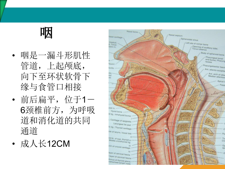 咽喉部正常解剖课件.pptx_第2页