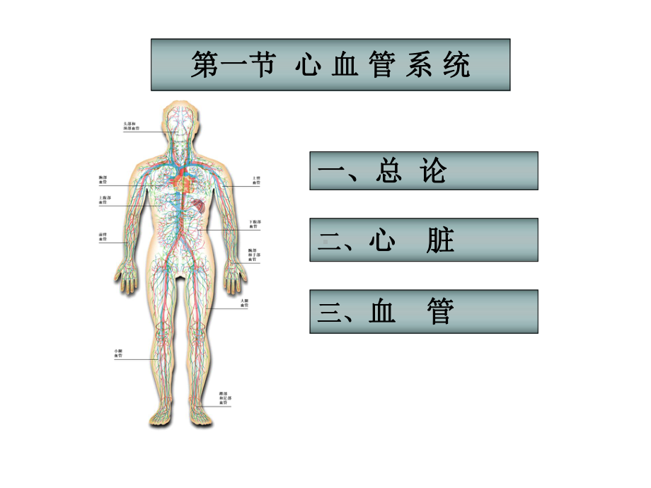 下腔静脉冠状窦口右心房组织细胞营养物质代谢产物氧气二氧化碳课件.ppt_第2页