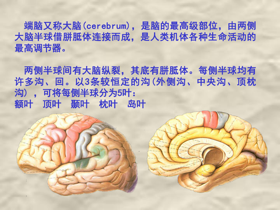 脑功能解剖..-共44页课件.ppt_第3页