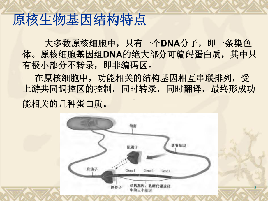 基因工程基础知识与基本技术概述(ppt-58张)课件.ppt_第3页