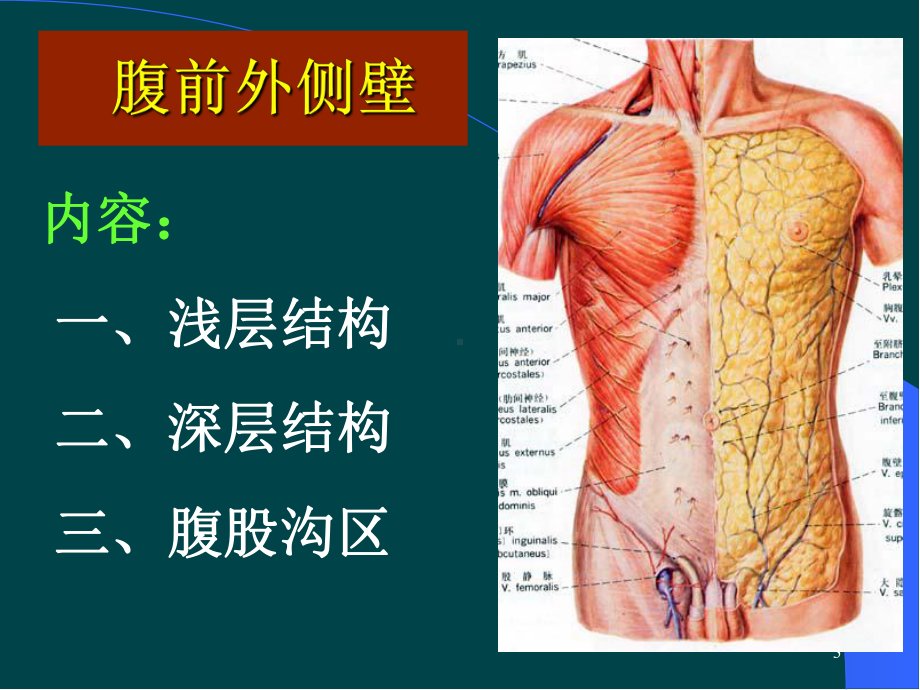 腹部局部解剖学医学PPT课件.ppt_第3页