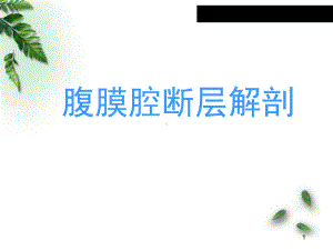 腹膜腔断层解剖医学PPT课件.ppt