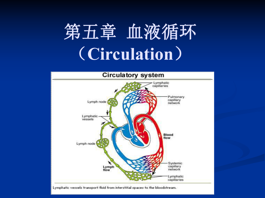 名师推荐动物生理学血液循环课件.ppt_第1页