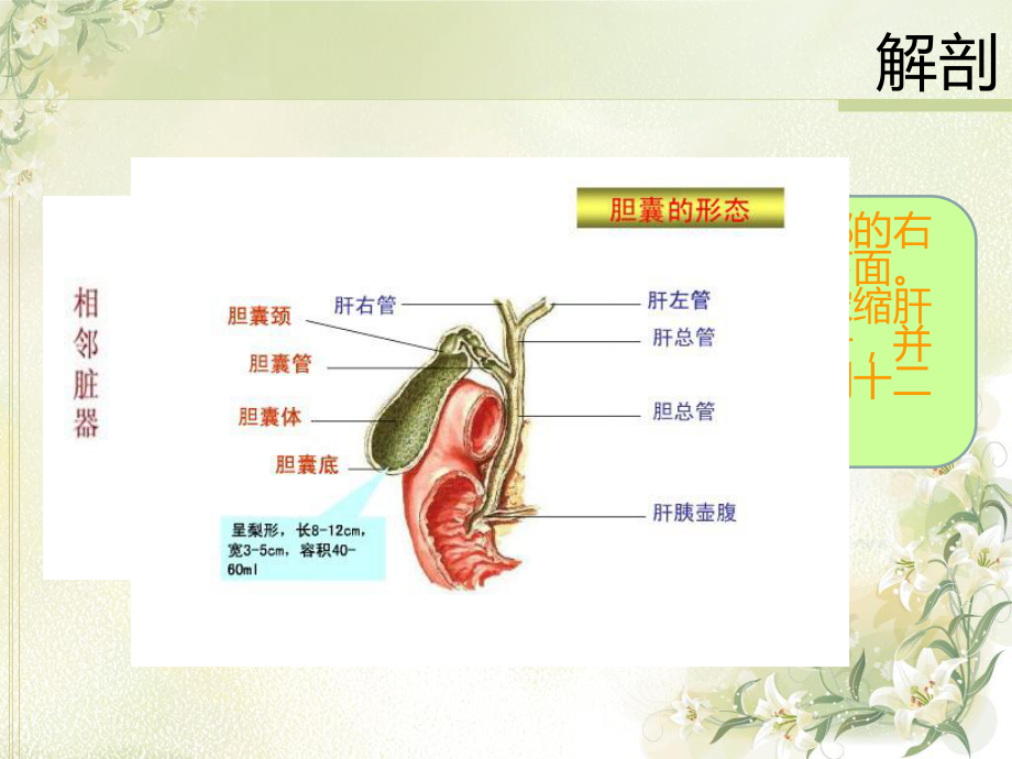 胆囊息肉最新版PPT医学课件.ppt_第3页