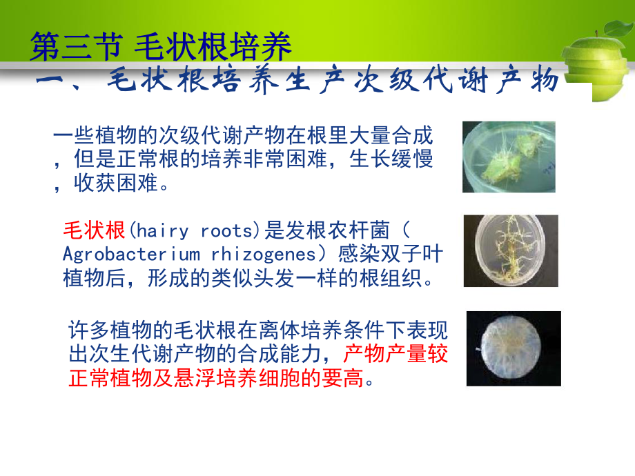 人工种子制作课件.ppt_第3页