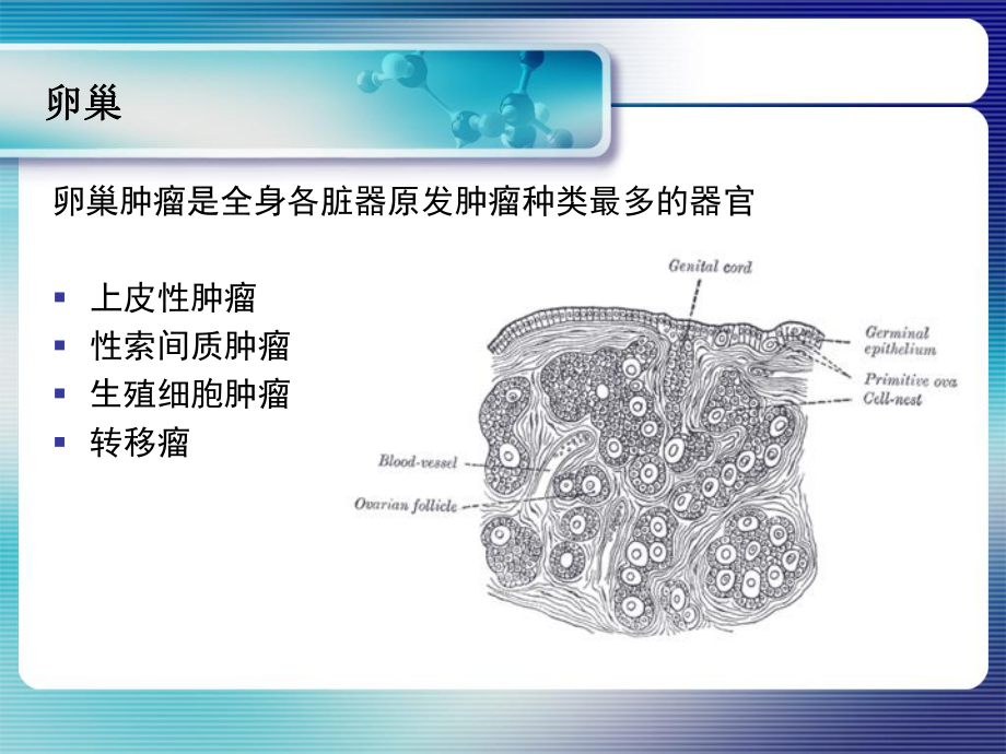 五年制大课-卵巢肿瘤课件.pptx_第3页