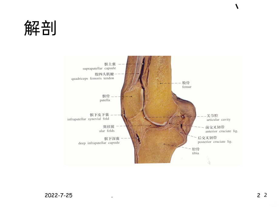 膝滑膜炎诊治PPT课件.ppt_第2页