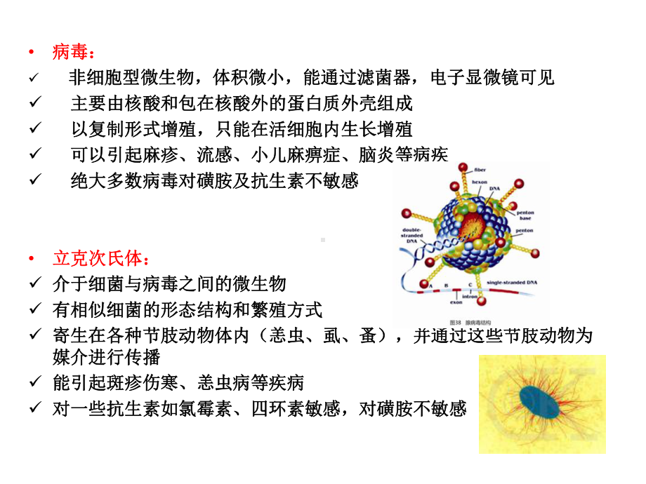 微生物与人类疾病课件.ppt_第3页