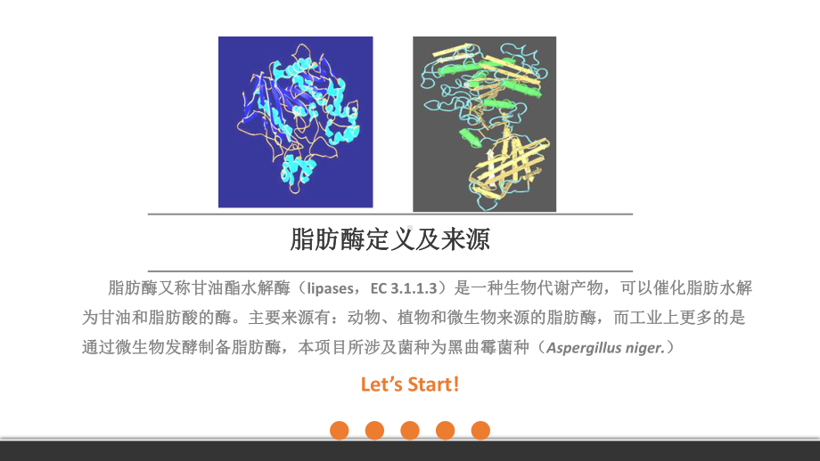 脂肪酶产生菌Aspergillus-sp.G55基因工程菌构建及筛选课件.pptx_第3页