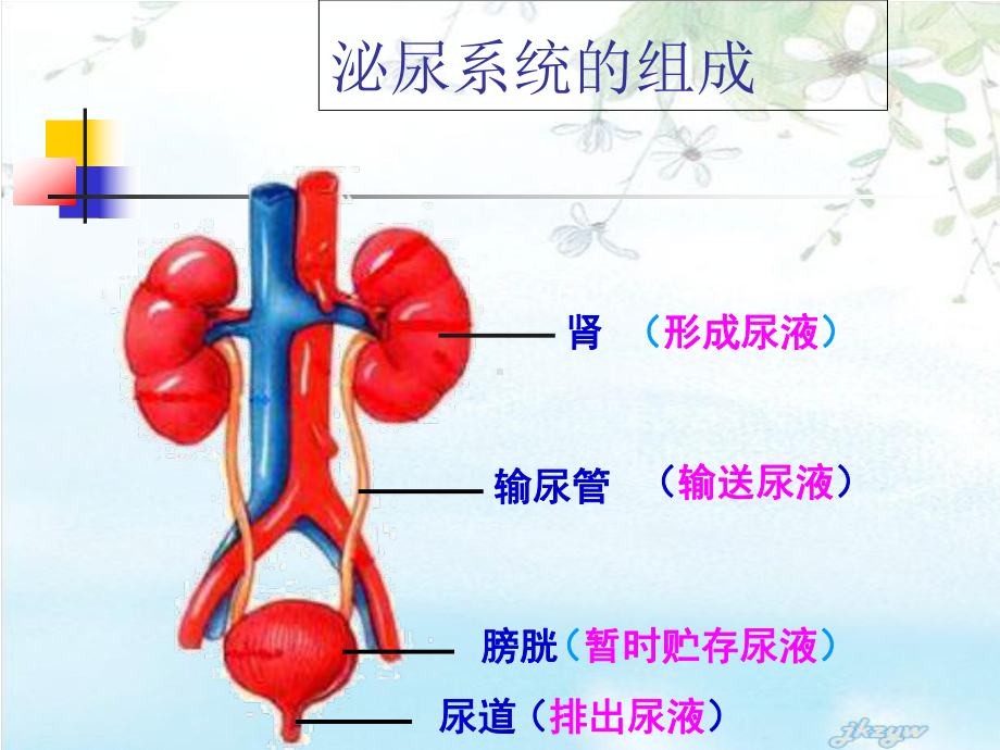 尿液的形成与排出4月11-PPT课件.ppt_第3页