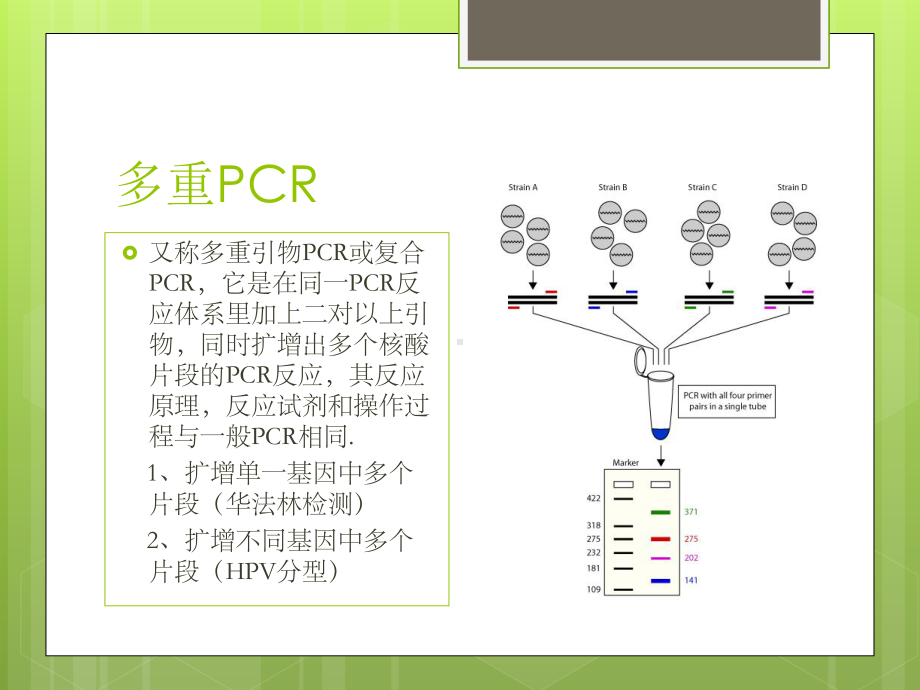 多重不对称扩增介绍-PPT课件.ppt_第3页