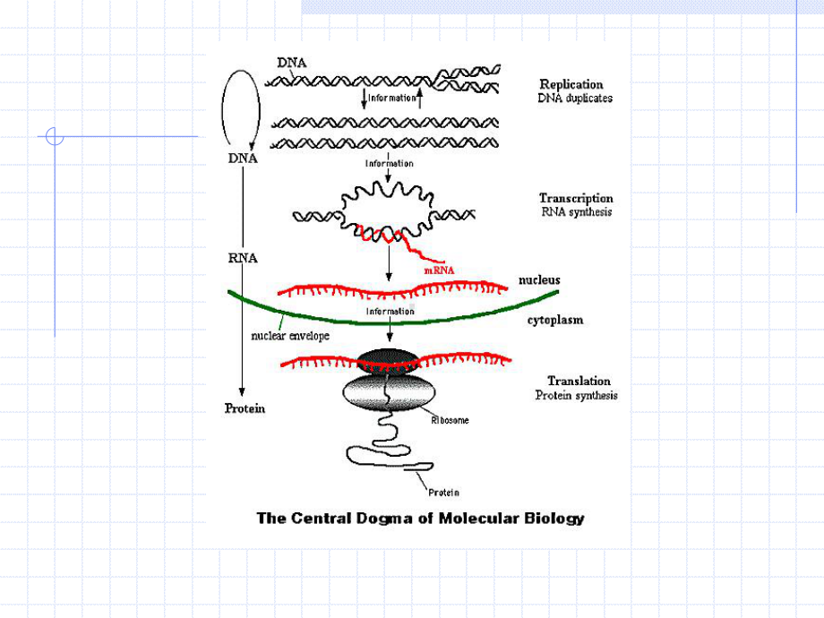 操纵子基因开始转录课件.ppt_第2页