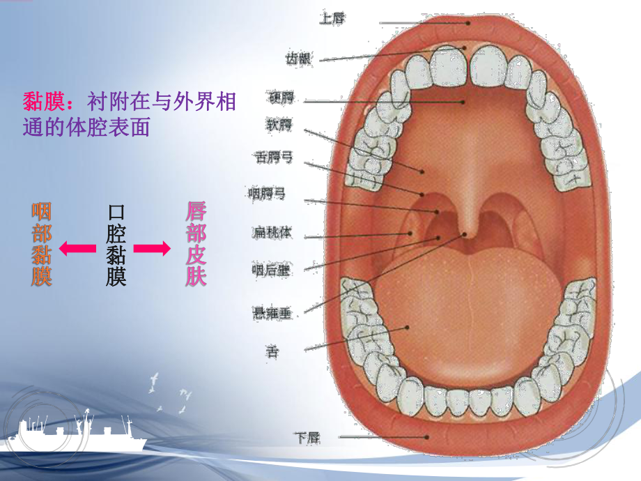 口腔黏膜-口腔组织病理学课件.ppt_第2页