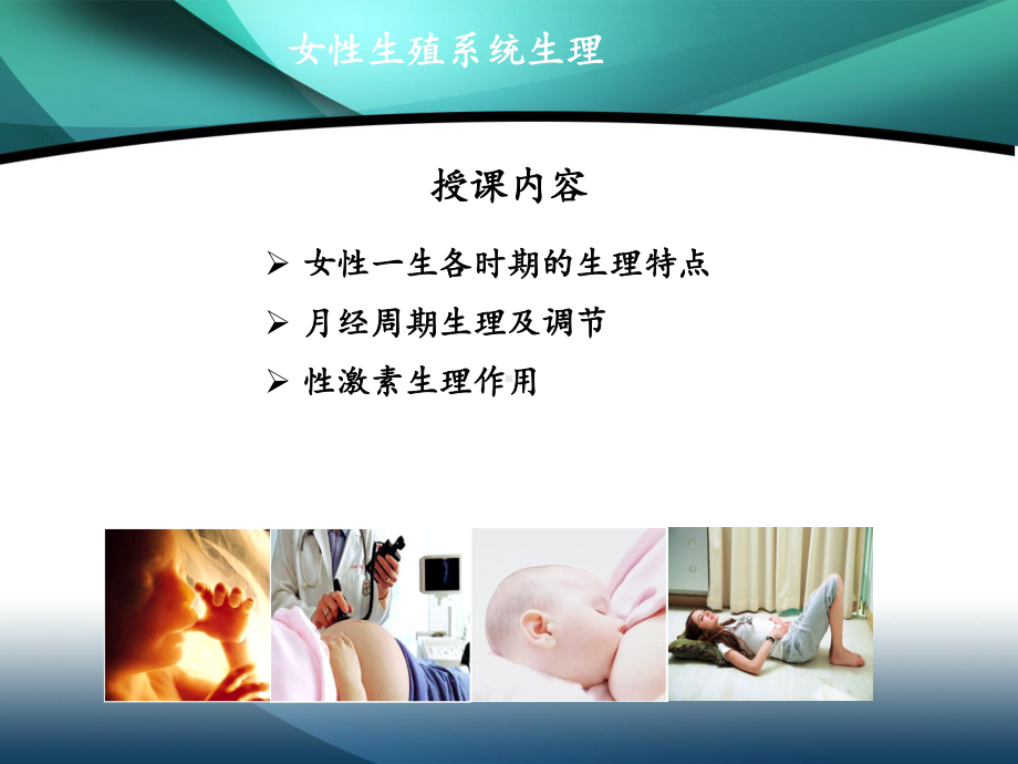 女性生殖系统生理课件.ppt_第2页