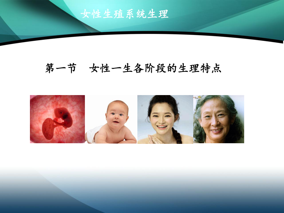 女性生殖系统生理课件.ppt_第3页