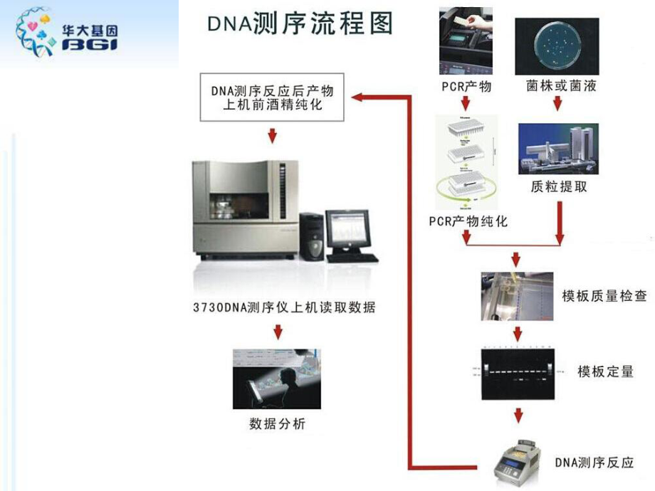 3730测序流程课件.ppt_第3页