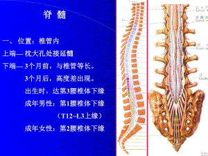 脊髓外形与灰质核团神经解剖学讲稿（可编辑的PPT文档）课件.ppt