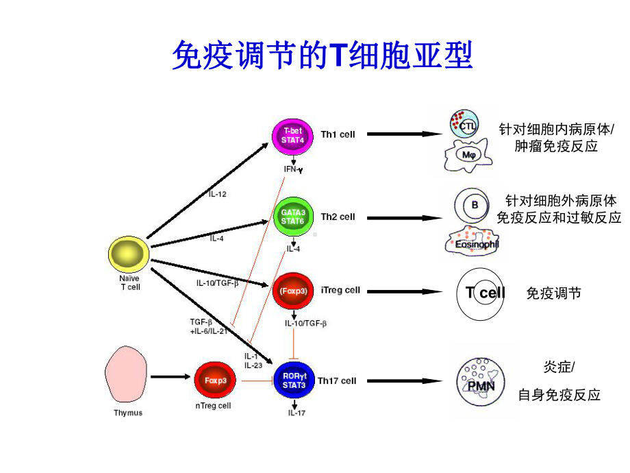 ACS患者他汀治疗对炎症的调节作用课件.ppt_第2页